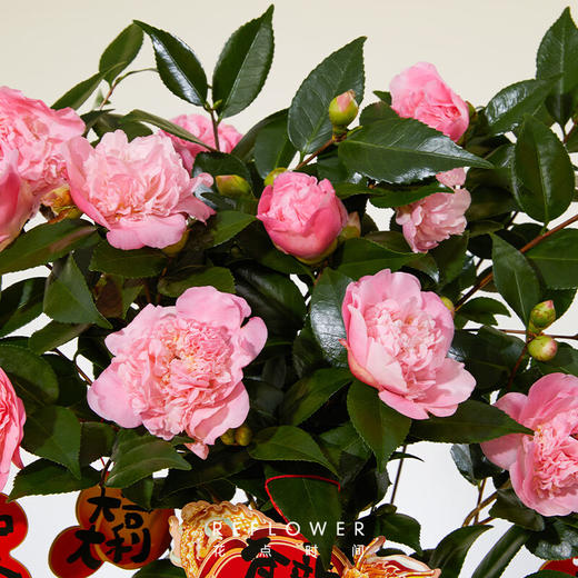 花点时间  [锦上添花]香妃茶花盆栽(花苞>10) 商品图2