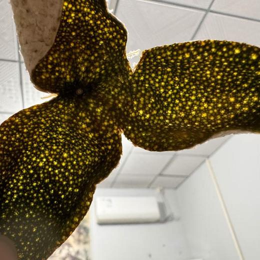 2024年 天马圈枝柑 二红皮 十三年老树 满天星 非常薄！250克起 商品图2