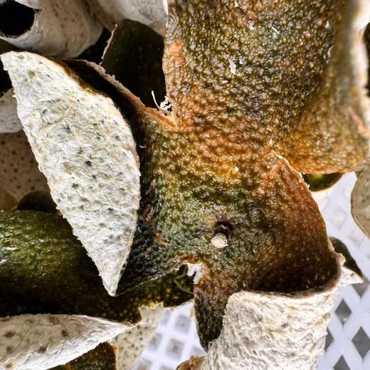 2024 天马驳枝柑 二红 满天星 薄得很 250克起 商品图4