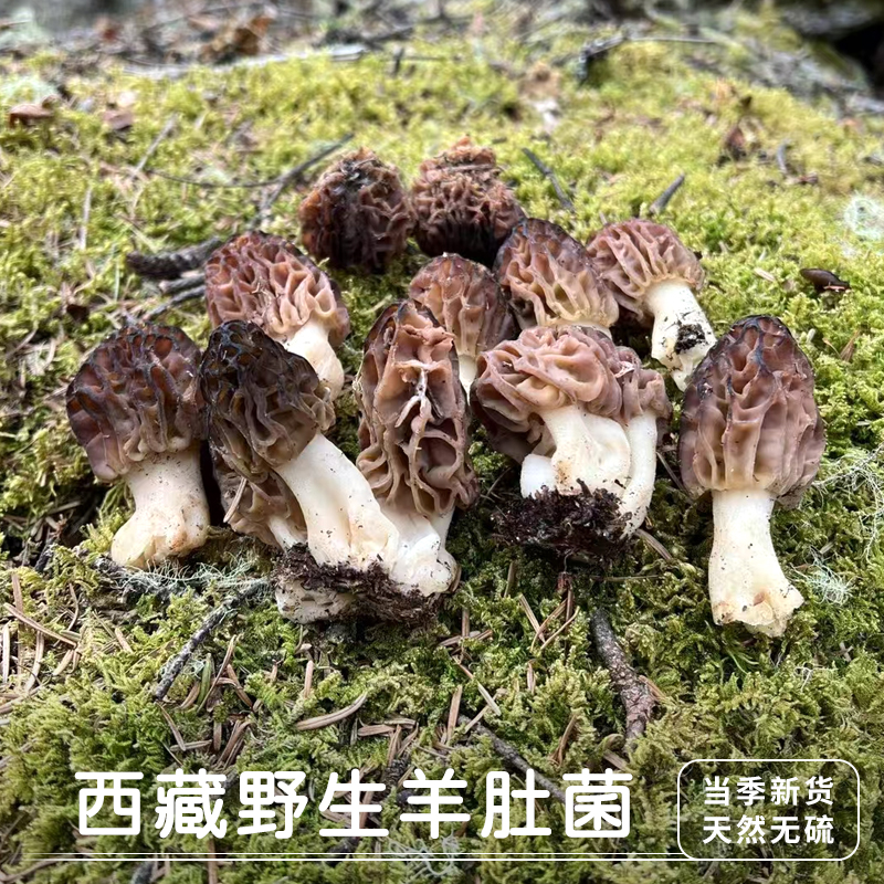 【野生羊肚菌干货】西藏林芝波密野生羊肚菌干货50g