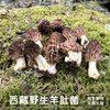 【野生羊肚菌干货】西藏林芝波密野生羊肚菌干货50g 商品缩略图0