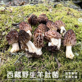 【野生羊肚菌干货】西藏林芝波密野生羊肚菌干货50g