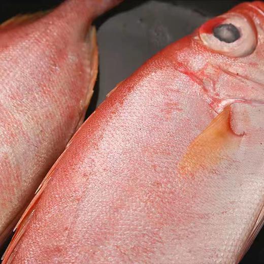 大眼鸡鱼 | 深海野生海钓海鲜 商品图2