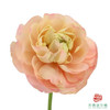 洋牡丹-大香槟 5枝一扎 商品缩略图1