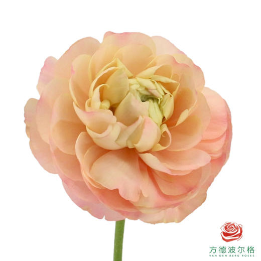 洋牡丹-大香槟 5枝一扎 商品图1