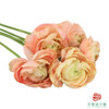 洋牡丹-大香槟 5枝一扎 商品缩略图2