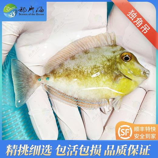 独角吊Naso unicornis 商品图0