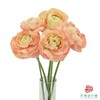 洋牡丹-大香槟 5枝一扎 商品缩略图0