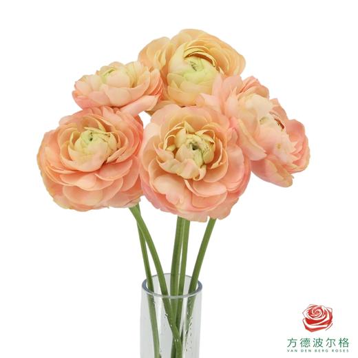 洋牡丹-大香槟 5枝一扎 商品图0