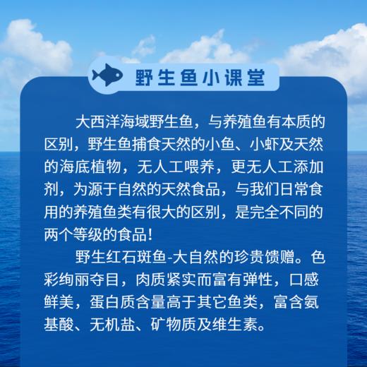 【野生海产】红石斑鱼300-400g 大西洋纯净海域 商品图1
