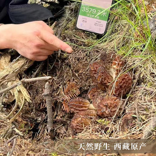 【野生羊肚菌干货】西藏林芝波密野生羊肚菌干货50g 商品图1