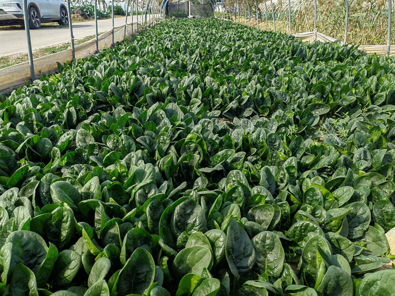 [专业种子] “黑卡”菠菜种子