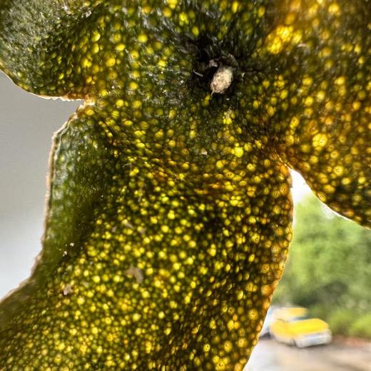 2024 天马驳枝柑 二红 满天星 薄得很 250克起 商品图5