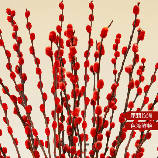 花点时间  银芽柳33件套大礼包 商品图1