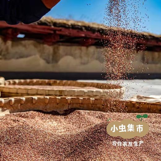 高原生态三色藜麦（2025年新收）1袋/2袋 | 合作农友生产，产自云南香格里拉，生产者：李忠青 &【公平贸易农人定价】 商品图11