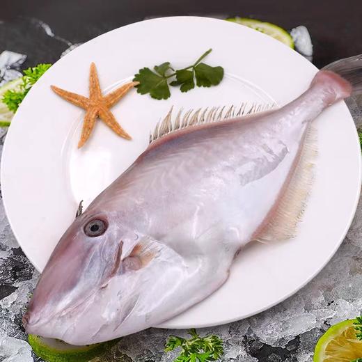 大剥皮牛鱼 |深海野生海钓海鲜 商品图0