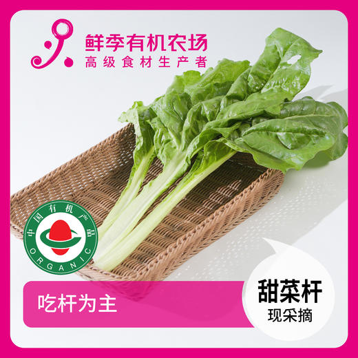 甜菜(叶用甜菜-莙荙菜)300g 商品图0