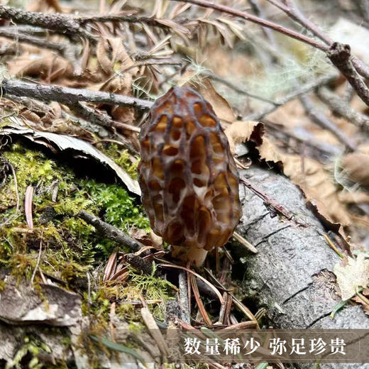 【野生羊肚菌干货】西藏林芝波密野生羊肚菌干货50g 商品图2