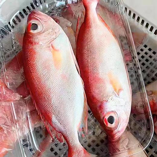 大眼鸡鱼 | 深海野生海钓海鲜 商品图1
