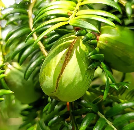 【开口香榧】当季新鲜货，颜色鲜亮，颗颗饱满，内仁松脆又香甜，壳薄肉厚，口感超赞！ 商品图6