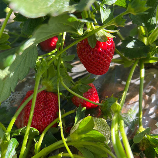 攀枝花露天草莓 （四川） 商品图7