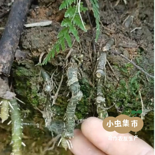 瑶山野生玉竹 250g/袋（秋冬季新加工）| 合作农友生产，来自广东连南瑶族自治县，生产者：张运东 ＆【公平贸易农人定价】 商品图14