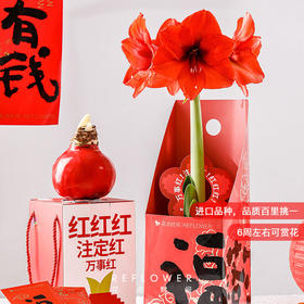 花点时间  朱顶红腊球（红色腊球）36-38cm