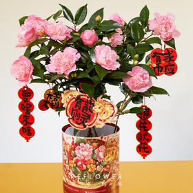 花点时间  [锦上添花]香妃茶花盆栽(花苞>10)