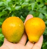 耘耕脆蜜金柑，吃了就💯%会复购‼️不同于普通金桔的——耘耕脆蜜金柑🍃纯甜不涩口～汁水丰沛💦咳嗽、上火，吃脆皮金桔，纯甜💫 没有酸味、清香极致、一款可以甜到心里的金柑~ 商品缩略图0