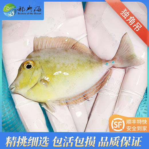 独角吊Naso unicornis 商品图1