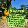 【京东包邮到家】果园直供正宗赣南“信丰脐橙”，假一赔十，不好吃退款！信丰县是“中国脐橙之乡”，信丰县产地的脐橙品质卓越，农夫山泉17.5°橙品牌果源，酸甜可口，Vc含量丰富，不打蜡无公害自然熟透采摘！ 商品缩略图3