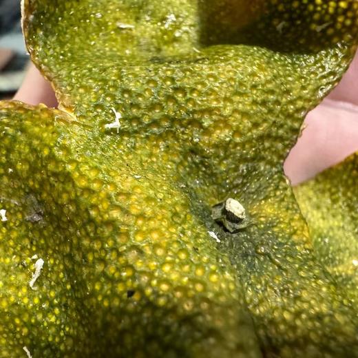 2024年 天马圈枝柑 二红皮 十三年老树 满天星 非常薄！250克起 商品图5