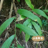 瑶山野生玉竹 250g/袋（秋冬季新加工）| 合作农友生产，来自广东连南瑶族自治县，生产者：张运东 ＆【公平贸易农人定价】 商品缩略图13