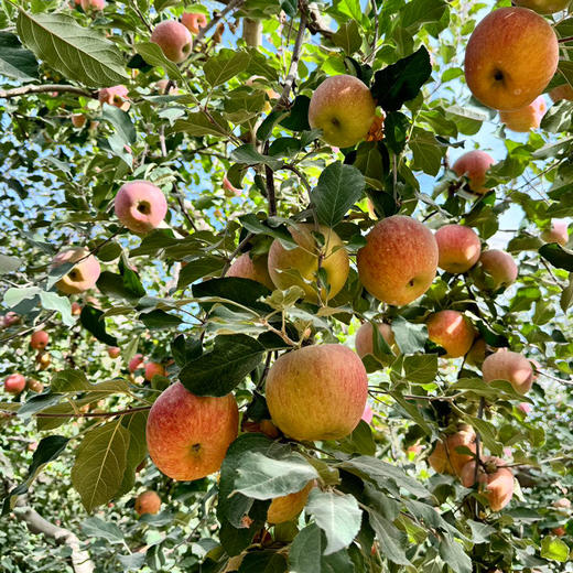 新疆阿克苏苹果 商品图7