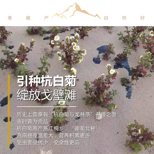 【有机菊花】6斤花朵仅出1斤干胎菊，人工采摘，颗颗精选，产自柴达木盆地有机种植，昆仑雪水灌溉，！【顺丰发货】 商品图3