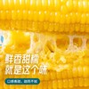 当季鲜穗！内蒙古沙漠玉米 1小时锁鲜 甜糯香甜 低卡饱腹 健康粗粮 商品缩略图3