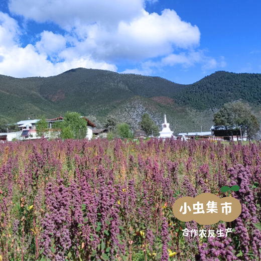 【2025年新收】高原生态三色藜麦粉 (生粉/熟粉）2袋 | 合作农友生产，产自云南香格里拉，生产者：李忠青 *【公平贸易农人定价】 商品图11