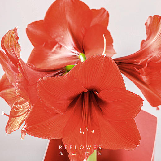 花点时间  朱顶红腊球（红色腊球）36-38cm 商品图3