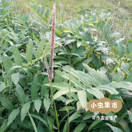 瑶山野生玉竹 250g/袋（秋冬季新加工）| 合作农友生产，来自广东连南瑶族自治县，生产者：张运东 ＆【公平贸易农人定价】 商品图10