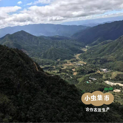 瑶山野生玉竹 250g/袋（秋冬季新加工）| 合作农友生产，来自广东连南瑶族自治县，生产者：张运东 ＆【公平贸易农人定价】 商品图4