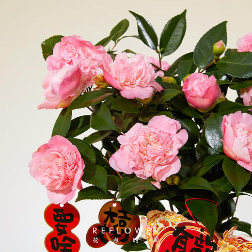 花点时间  [锦上添花]香妃茶花盆栽(花苞>10) 商品图1