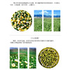 【有机菊花】6斤花朵仅出1斤干胎菊，人工采摘，颗颗精选，产自柴达木盆地有机种植，昆仑雪水灌溉，！【顺丰发货】 商品缩略图5