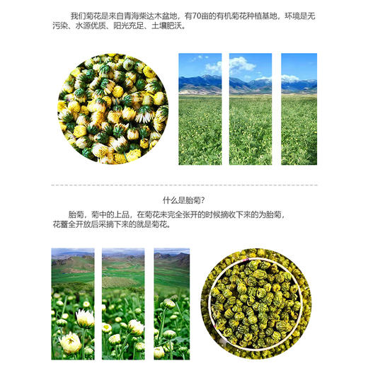 【有机菊花】6斤花朵仅出1斤干胎菊，人工采摘，颗颗精选，产自柴达木盆地有机种植，昆仑雪水灌溉，！【顺丰发货】 商品图5