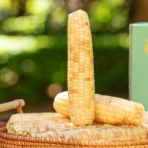 菜头商城 玉巴掌 西双版纳软糯玉米 每箱2公斤 商品图9