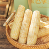 和菜头 玉巴掌 西双版纳软糯玉米 每箱2公斤 商品缩略图5