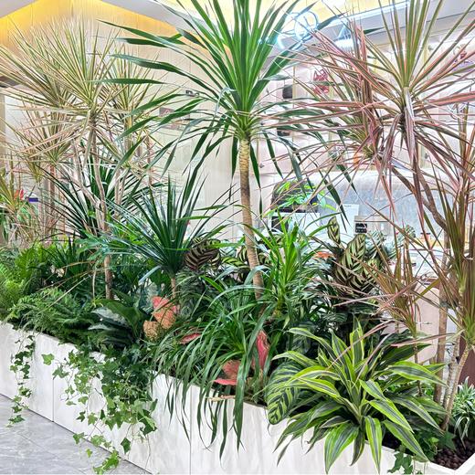 绿植造景布置 商品图3