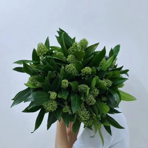 荷兰进口花材茵芋鲜切花一扎5支 商品图1