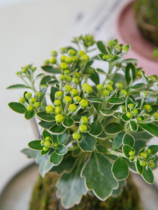 苔藓球高山菊 商品图1