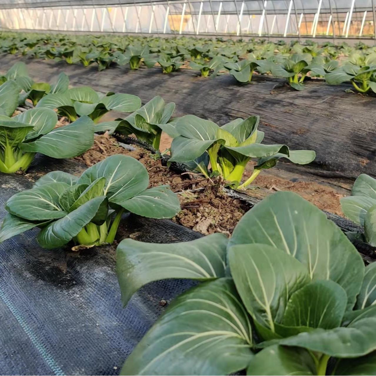 【开化农场的青菜】果之澜自己种的青菜，不用化肥，没有农药，没有特色只有味道和健康的健康蔬菜！5.5斤左右/箱，江浙沪顺丰包邮~