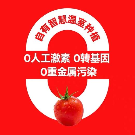 【会员25.5/斤】一颗大串收樱桃小番茄 商品图1